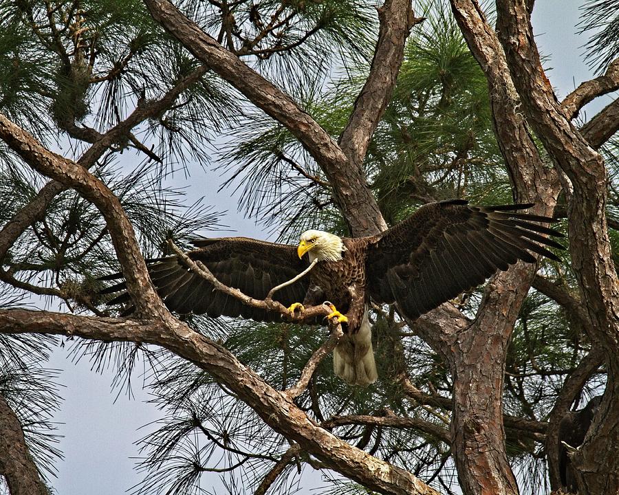 Beautiful Florida Adult Bald Eagle  Photograph by Ronald Lutz
