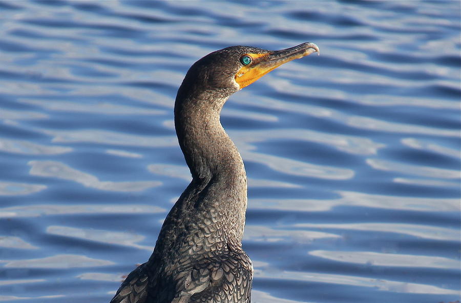 Beautiful Florida Bird Photograph by Denise Mazzocco - Fine Art America