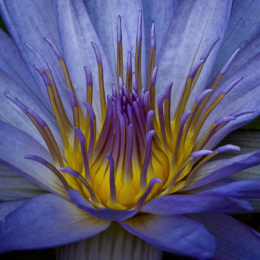 Beautiful Flower Photograph by Wes and Dotty Weber