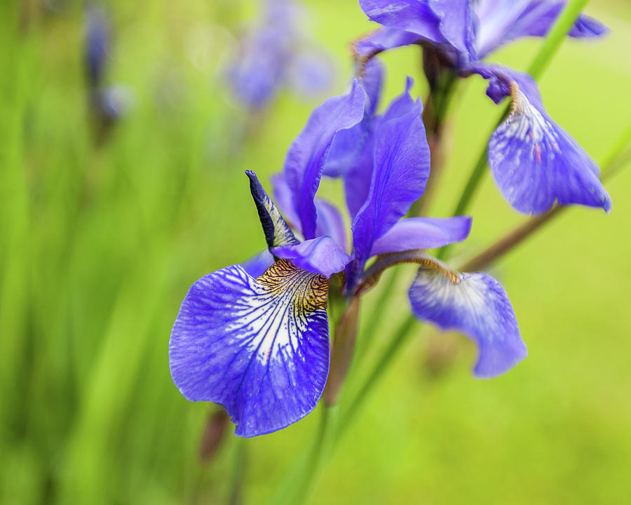 Iris Photograph - Beautiful flower Iris by Anna Matveeva
