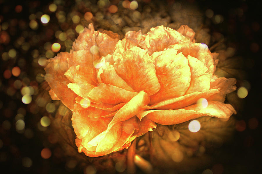 Beautiful Flower Digital Art by Lilia S