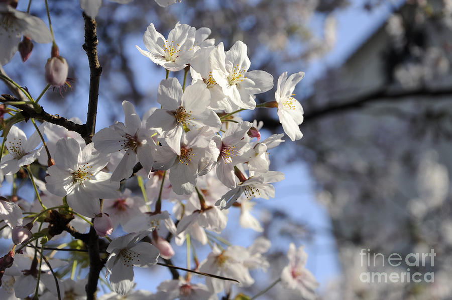 Sakura smell Photograph by Liffy En Fine Art America