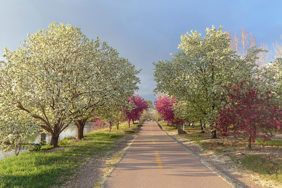 Beautiful Flowering Bike Path Photograph