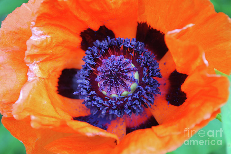 Beautiful Flowering Orange Oriental Poppy Blossom Photograph by DejaVu ...