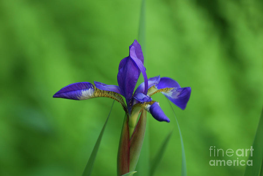 Beautiful Flowering Purple Siberian Iris Flower in a Garden Photograph by DejaVu Designs