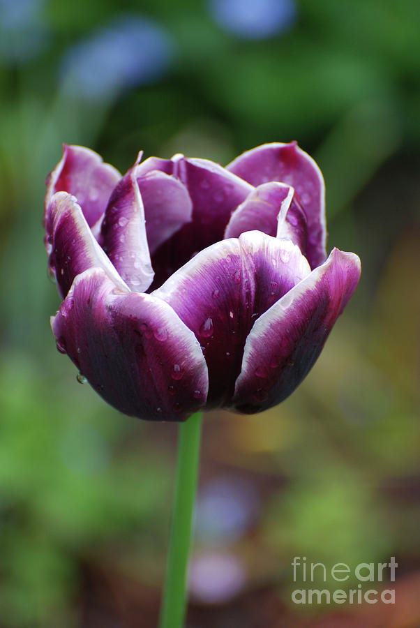Beautiful Flowering Purple Tulip Flower Blossom in Spring Photograph by DejaVu Designs