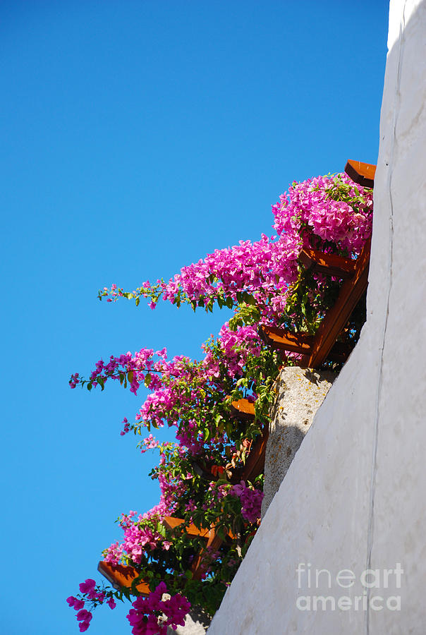 Greek Photograph - Beautiful Flowering Vine on Patmos Island Greece by Just Eclectic