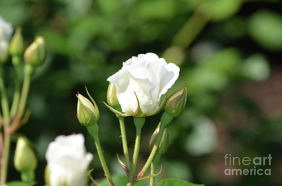 Beautiful Flowering White Rose Blossom in a Garden Photograph by DejaVu Designs