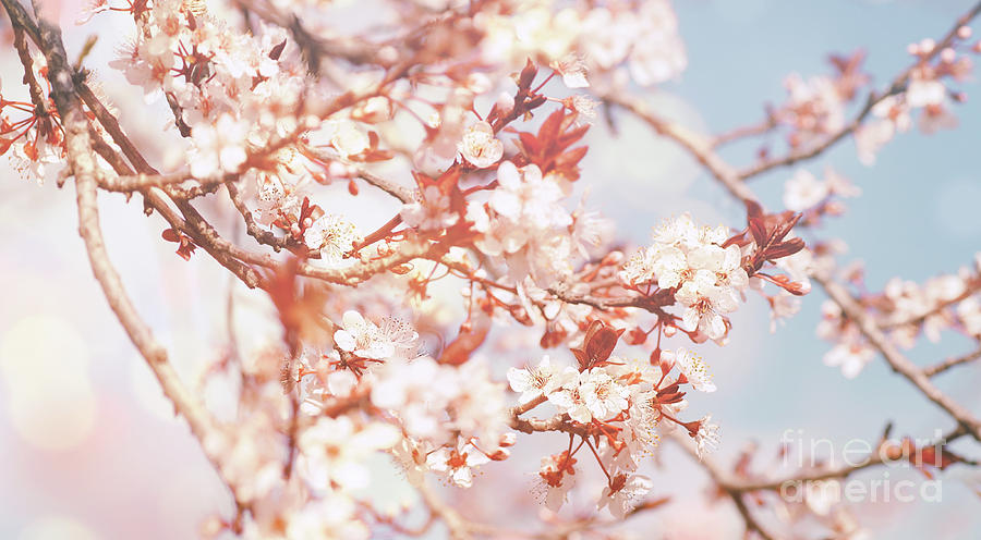 Beautiful flowers background Photograph by Anna Om
