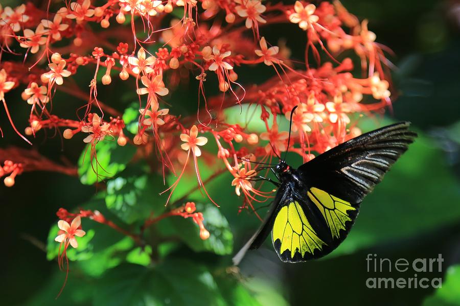 Beautiful Flowers Beautiful Butterfly Photograph by Carol Groenen