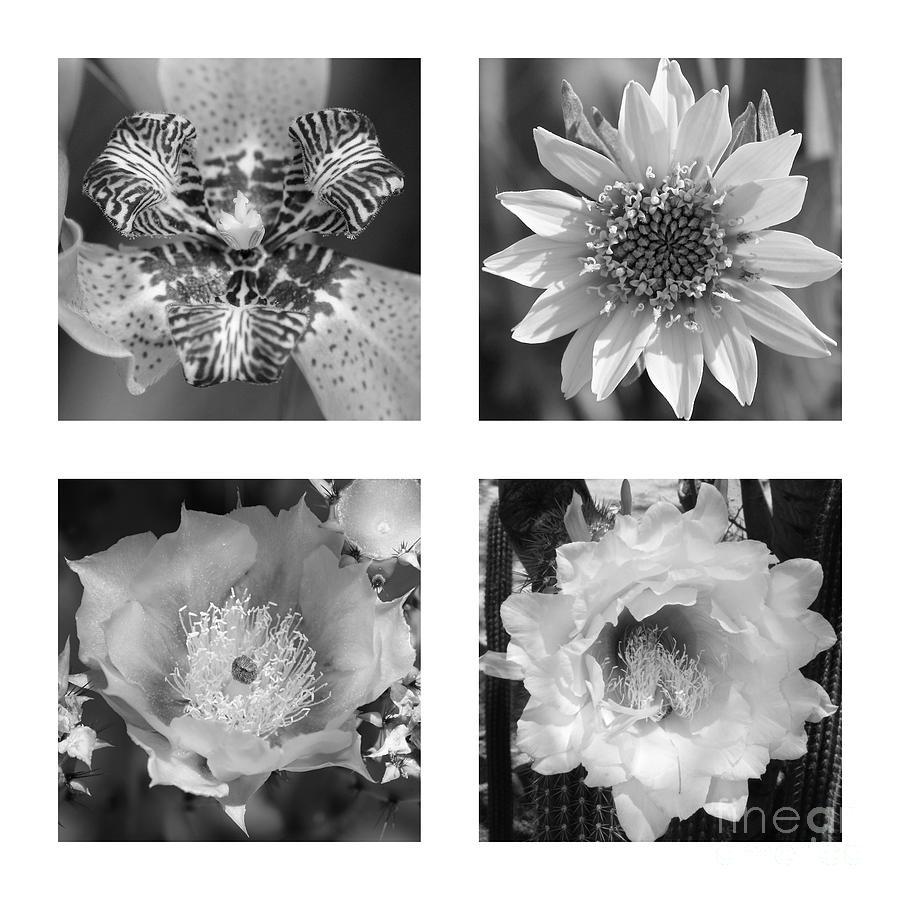 Beautiful Flowers in Black and White Collage Photograph by Carol Groenen