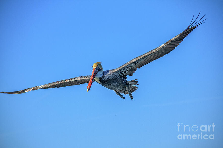 Beautiful Flying Pelican Photograph by Robert Bales