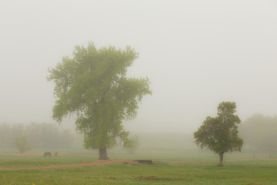 Nature Photograph - Beautiful Foggy Country Springtime Morning by James BO Insogna