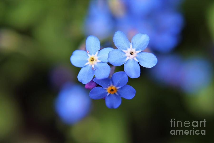 Beautiful Forget-me-nots Photograph