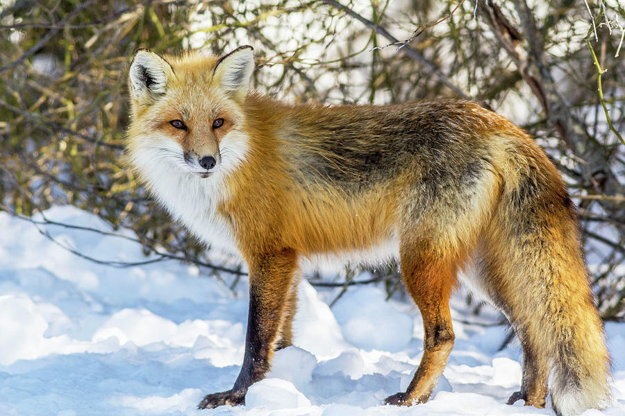 Wild Fox Photograph by Charles Aitken
