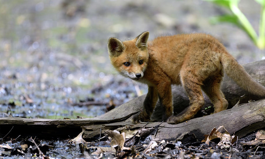 Beautiful fox cub Photograph by Sam Rino