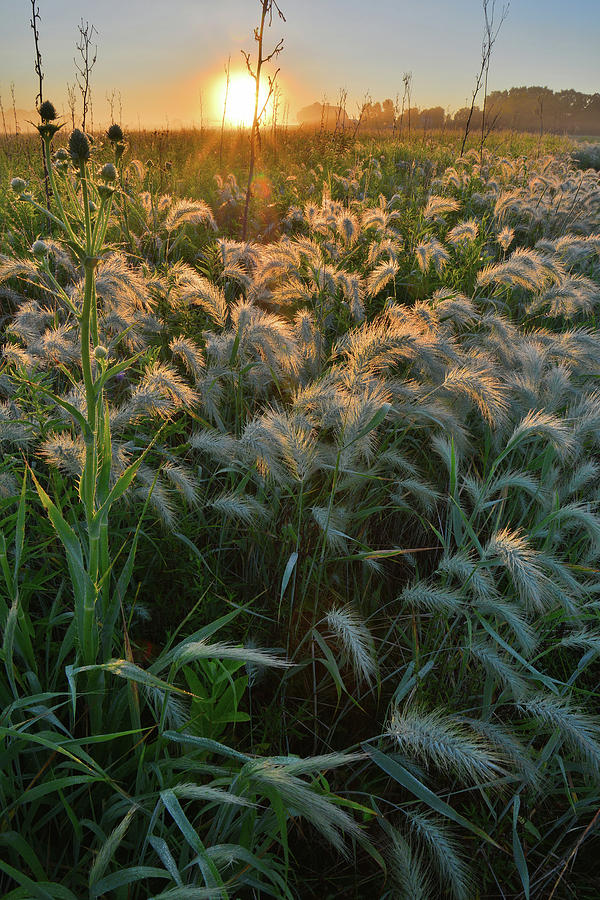 Beautiful Fox Tail Grasses Glow in Morning Light Photograph by Ray Mathis