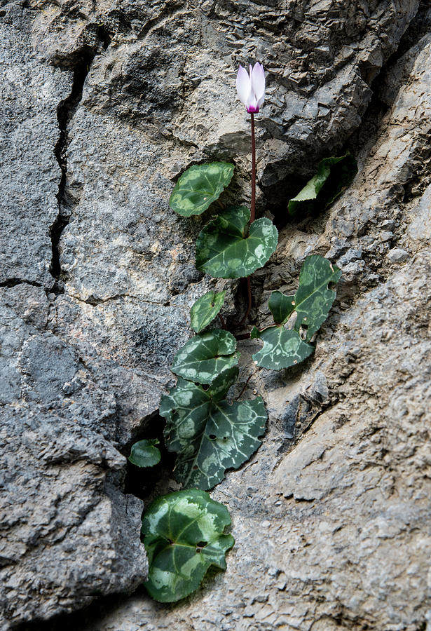 Beautiful fresh cyclamen flower between the rock crevasse Photograph by Michalakis Ppalis