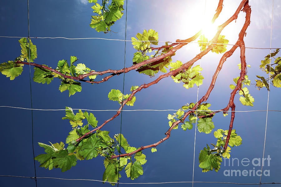 Beautiful fresh grape vine Photograph by Anna Om