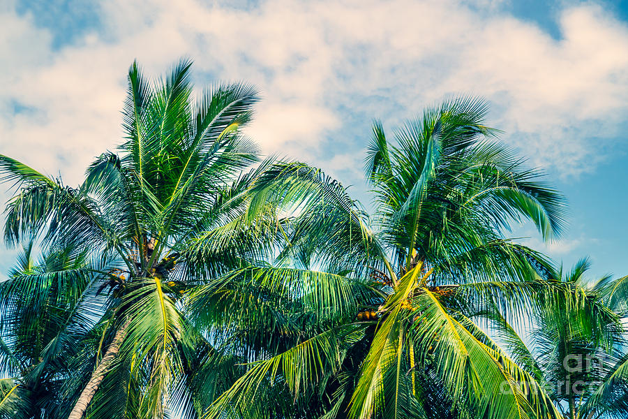 Beautiful fresh green palm trees Photograph by Anna Om