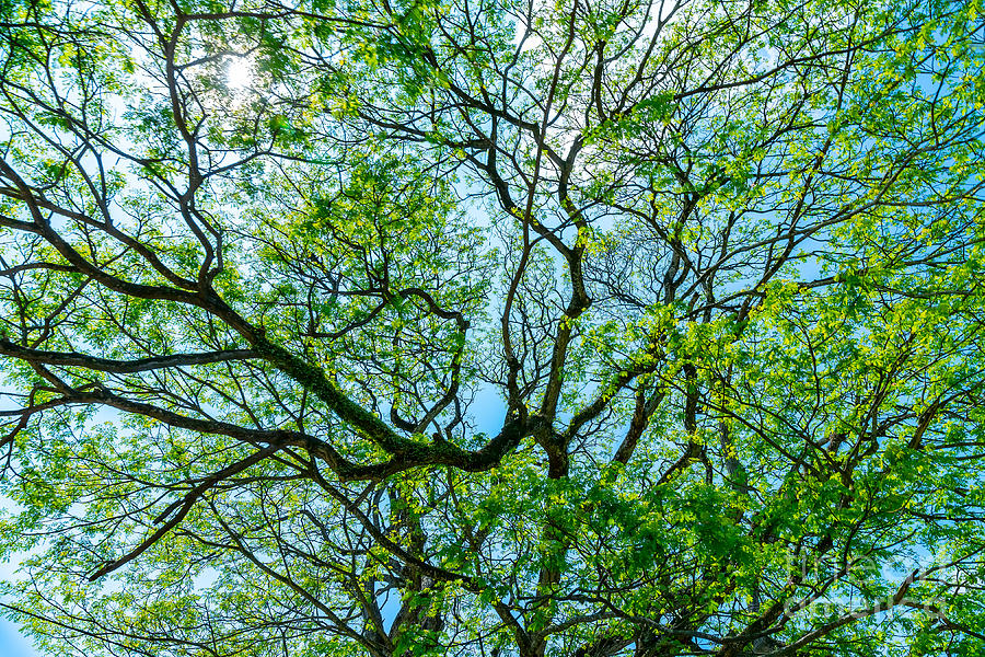Beautiful fresh green tree background Photograph by Anna Om