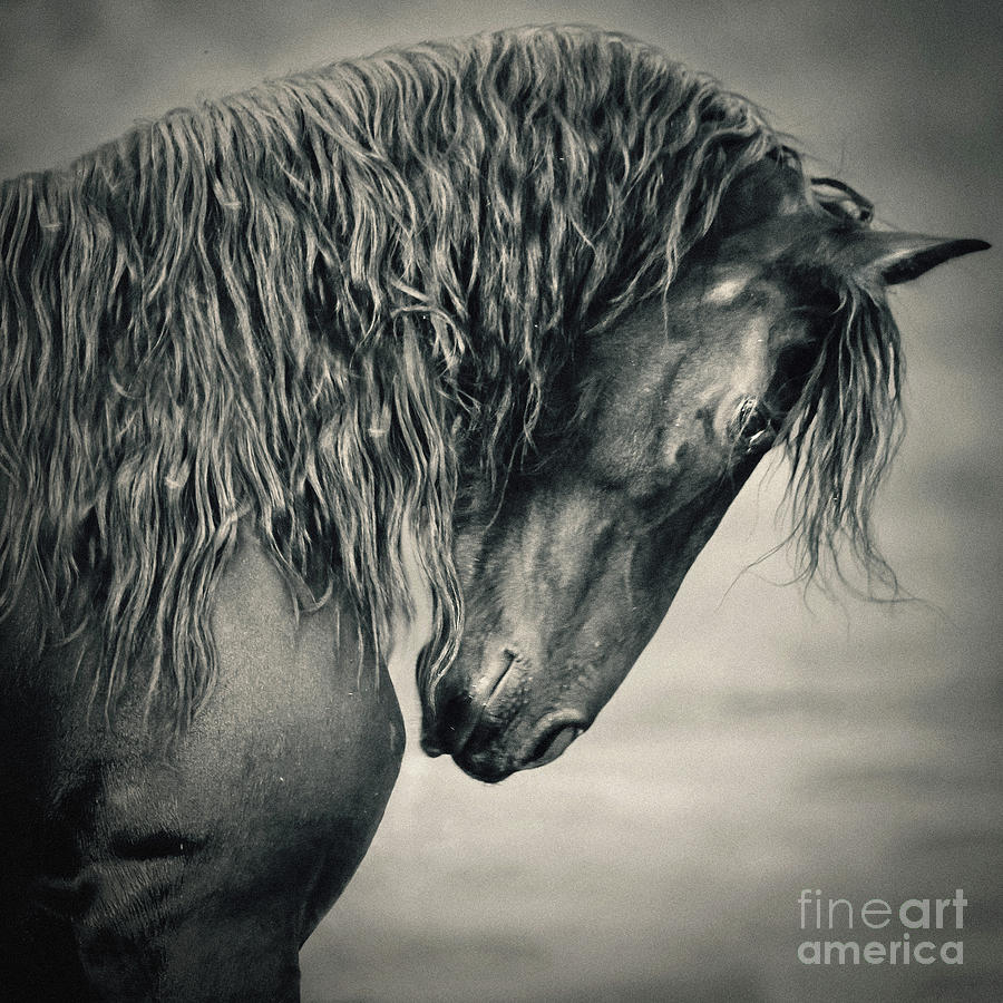 Beautiful friesian horse stallion Photograph by Dimitar Hristov