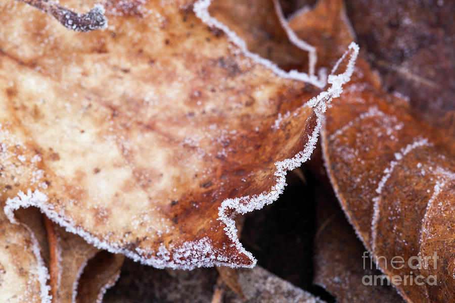 Beautiful frosted autumn leaves close up Photograph by Simon Bratt