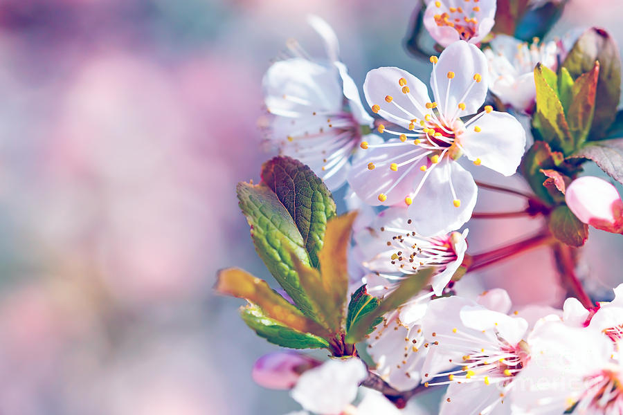 Beautiful fruit tree blooming Photograph by Anna Om