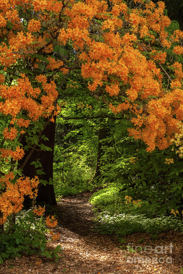 Beautiful Garden Canopy of Azaleas Photograph by Mike Reid
