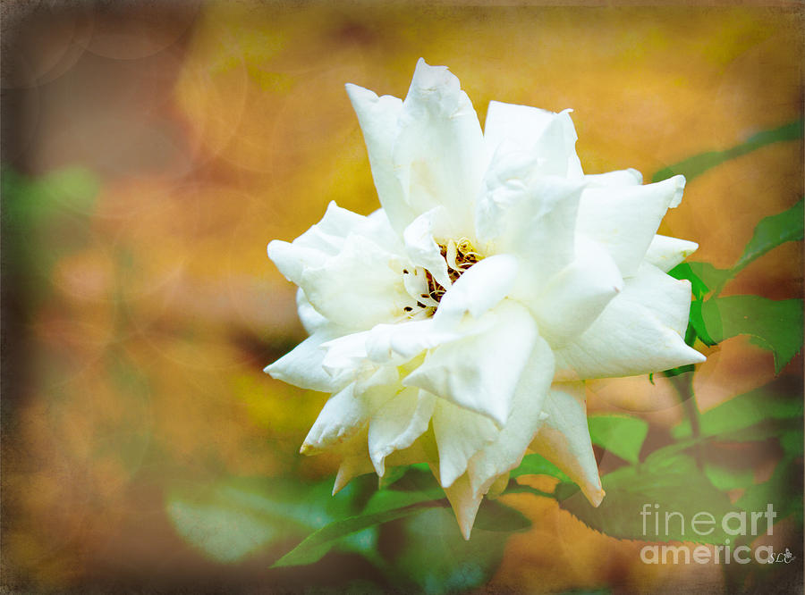 Beautiful Gardenia Photograph by Sandra Clark