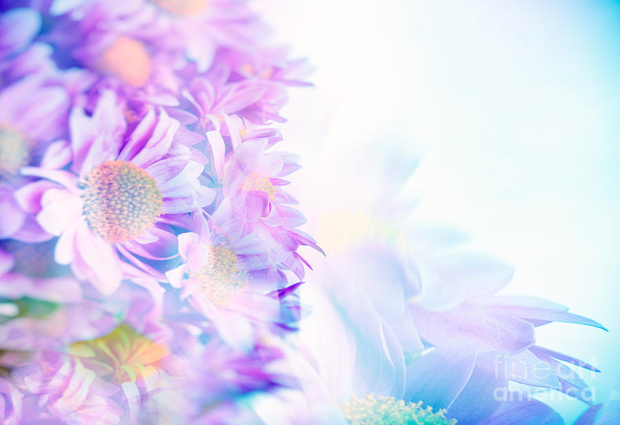 Beautiful gentle daisy flowers Photograph by Anna Om