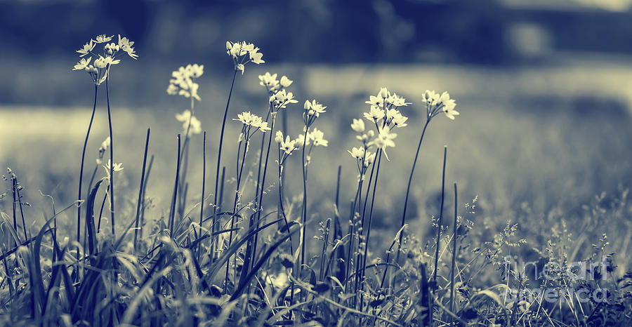 Beautiful gentle wildflowers Photograph by Anna Om