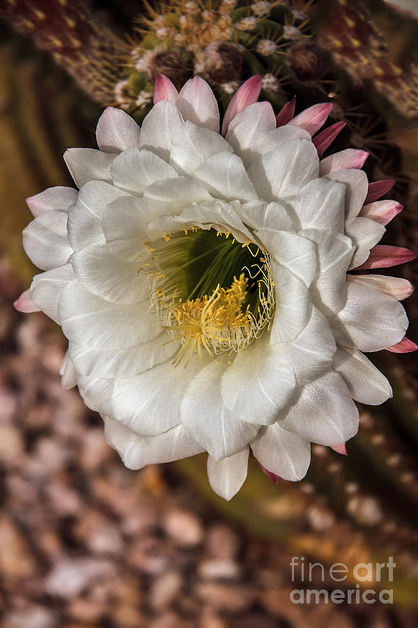 Flower Photograph - Beautiful Giant by Robert Bales