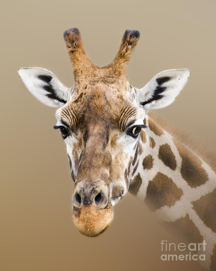 Wildlife Photograph - Beautiful Giraffe by Linsey Williams
