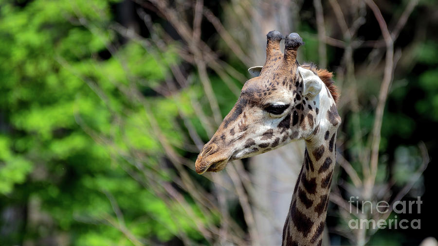 Beautiful giraffe portrait Photograph by Sam Rino