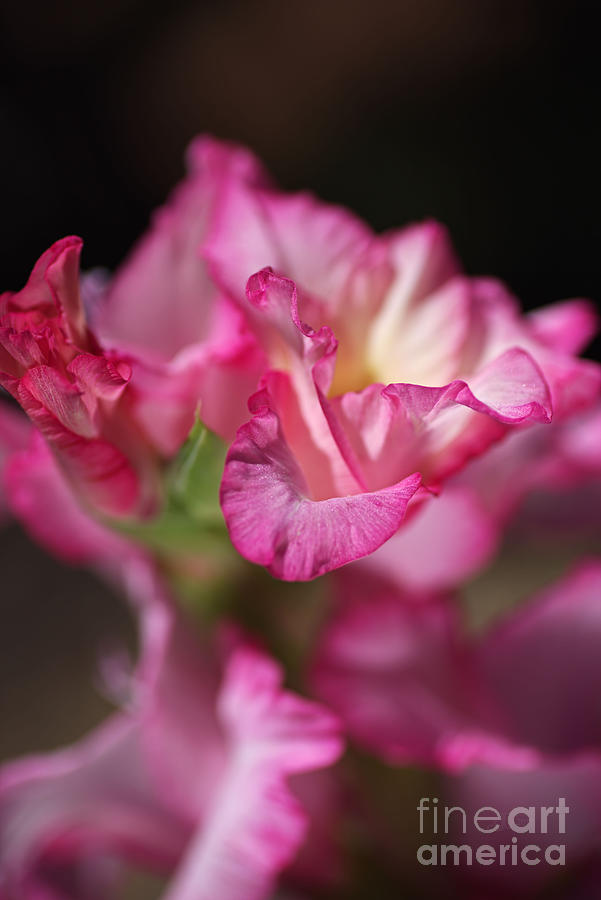 Beautiful Gladiolus In Flower Petals Photograph by Joy Watson