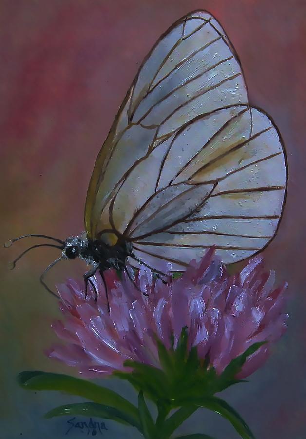 Beautiful Glasswing Butterfly by Sandra Maddox Beautiful Glasswing Butterfly by Sandra Maddox