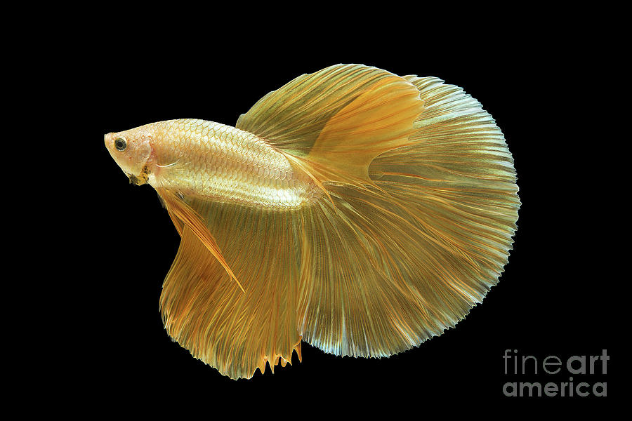 Beautiful Golden Halfmoon Betta Fish Or Siamese Fighting Fish Is Photograph By Platoo Photography