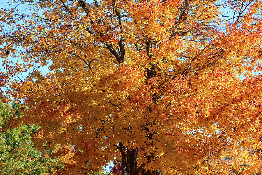 Beautiful Golden Maple Photograph By Sandra Huston - Fine Art America