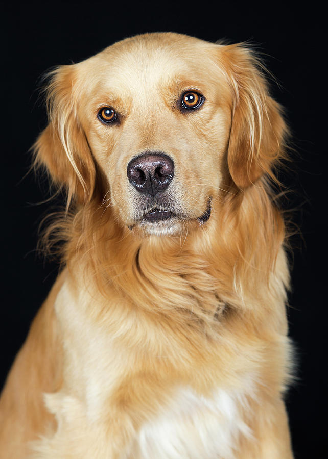 Animal Photograph - Beautiful Golden Retriever Dog Closeup by Good Focused