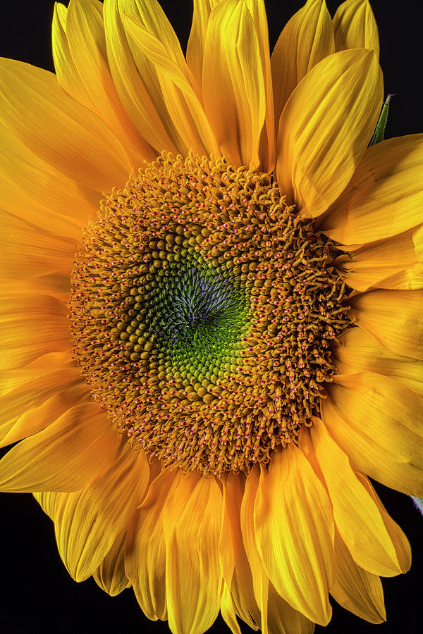 Beautiful Golden Sunflower Photograph by Garry Gay
