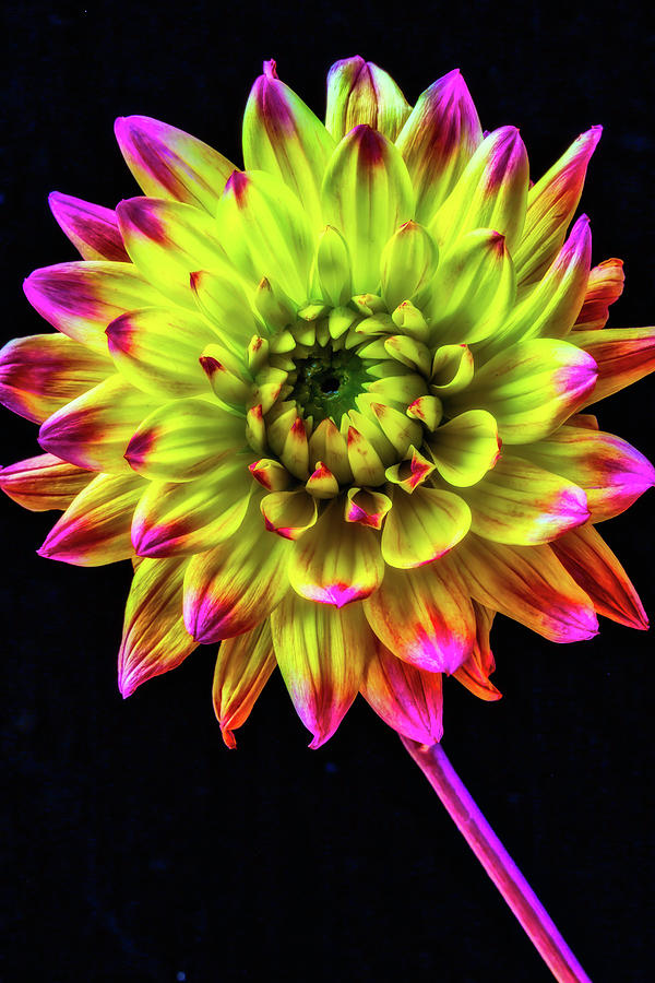 Beautiful Graphic Dahlia Photograph by Garry Gay