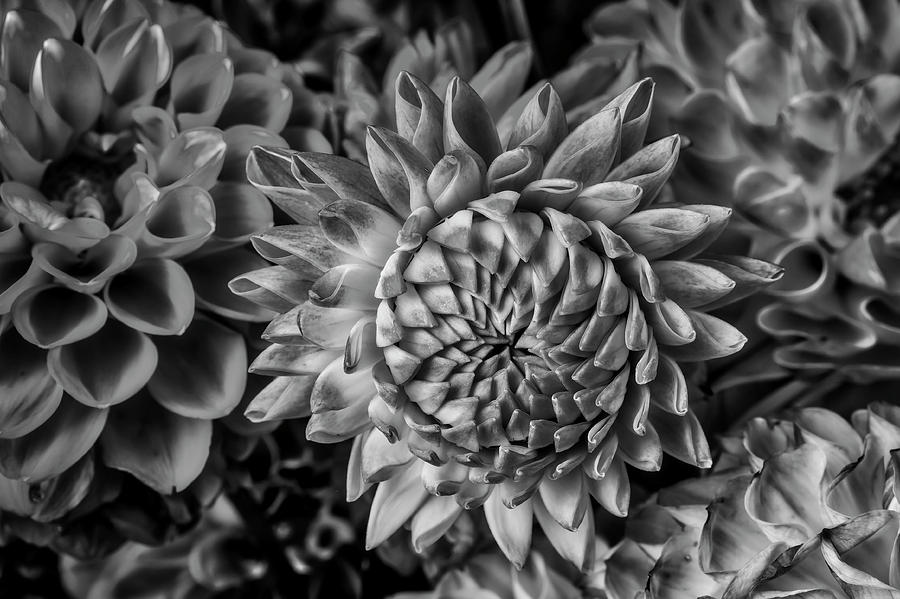 Beautiful Graphic Dahlia In Black In White Photograph by Garry Gay