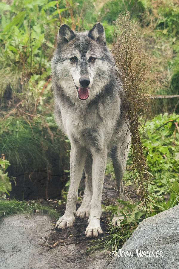 Beautiful Gray Wolf Photograph by Joan Wallner