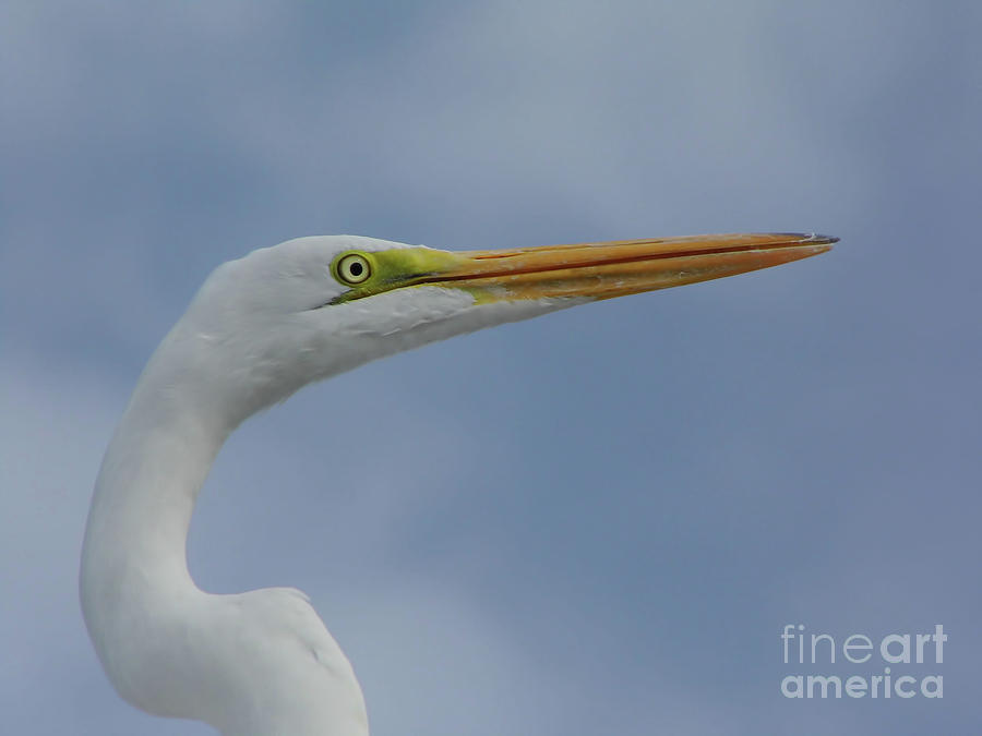 Beautiful Great Egret Photograph by D Hackett