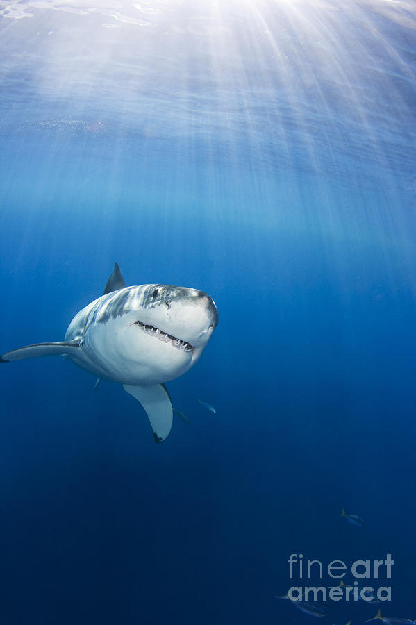 Great White Shark Photograph - Beautiful Great White by Dave Fleetham - Printscapes