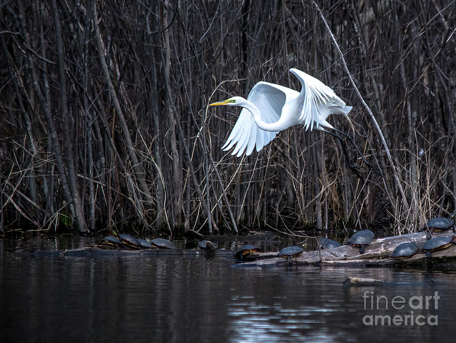 Beautiful Great White Egret Photograph by Cheryl Baxter