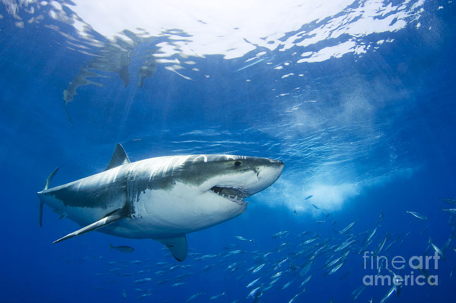 Beautiful Great White Shark Photograph by Dave Fleetham - Printscapes