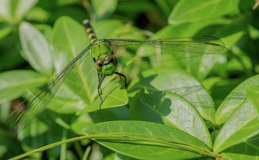 Beautiful Green Dragonfly Photograph by Linda Howes - Fine Art America