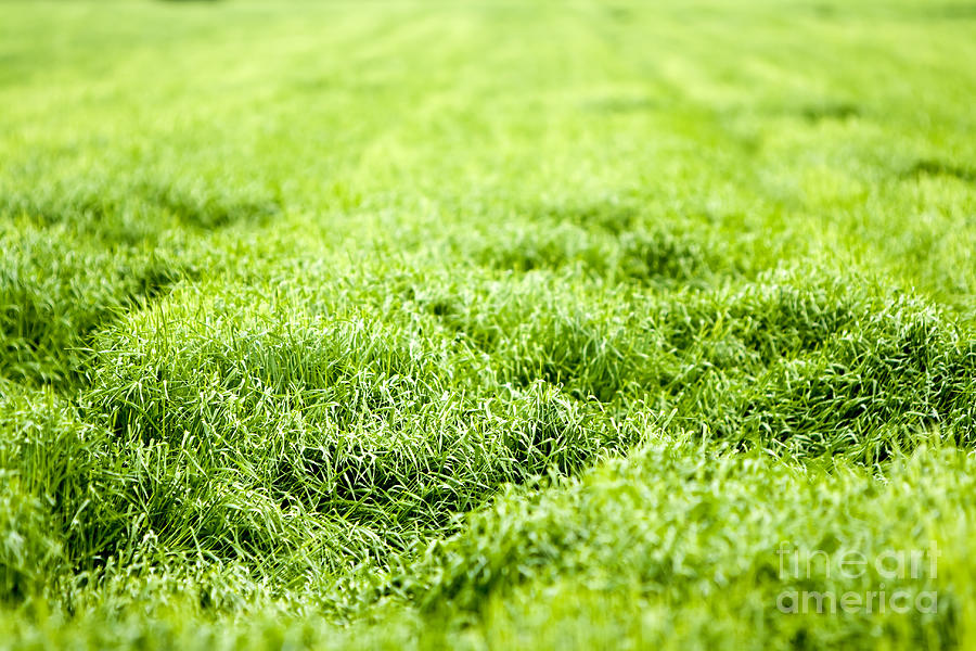 Beautiful Green Field Photograph